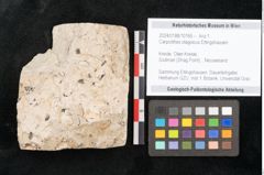 Foto (Objekt + Etikett) von Carpolithes otagoicus Ettingshausen (NHMW-GEO-2024-0188-10165)